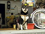 コー太郎 写真5