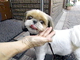 はな 写真3