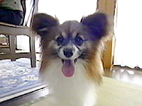 fB ʐ^1