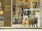 茂助&ベン 写真4