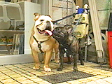 茂助&ベン 写真5