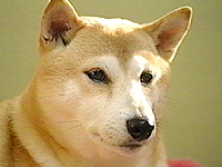  ʐ^1