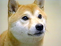 ݂ ʐ^1