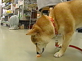 みかん 写真4