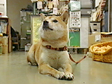 みかん 写真5