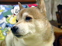 W ʐ^1