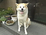 イチロー 写真5