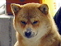  ʐ^1