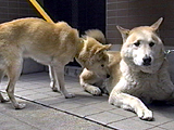 たんく 写真4
