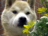 たんく 写真5