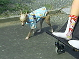 グレムリン 写真3