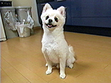 popolove ʐ^5