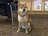 ぽん 写真5