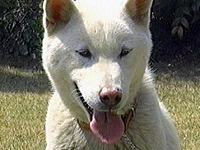 ���u�Y �ʐ^1