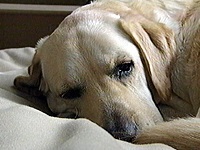 �ςƂ������ �ʐ^1