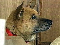 �`���R �ʐ^1