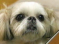 ���� �ʐ^1