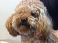 ���[�v �ʐ^1