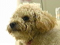 �V���R�� �ʐ^1