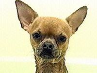 �`���R �ʐ^1