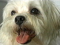 �~���L�[ �ʐ^1