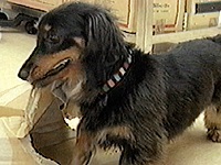 �r���S �ʐ^1