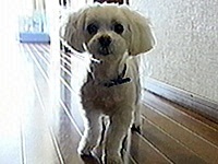 �n���[ �ʐ^1