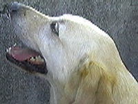 �~���L�[ �ʐ^1