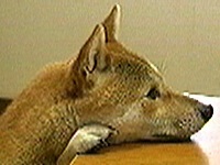 ������ �ʐ^1