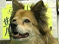 ���� �ʐ^1