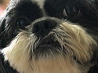 Y ʐ^1