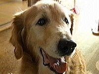 �O�[�t�B �ʐ^1