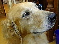 �A�C�� �ʐ^1