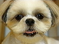 �R���� �ʐ^1