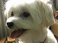 ���� �ʐ^1