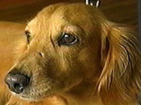 �V���R�� �ʐ^1