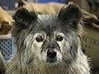 �P���R �ʐ^1