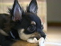 �W���V���A �ʐ^1