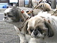 ���� �ʐ^1