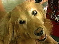 ���C�A�� �ʐ^1