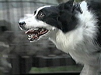 �N�����X �ʐ^1