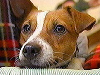 �f�C�W�[ �ʐ^1