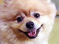 �V���o �ʐ^1