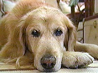 �V���f�B �ʐ^1