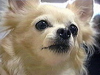 �~���[�^���g �ʐ^1