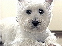 �V���� �ʐ^1