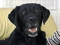 �u���[�i �ʐ^1