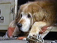 �K�[�f�B�[ �ʐ^1