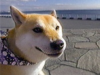 �R�^���E �ʐ^1