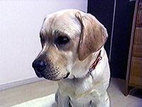 �s�[�X �ʐ^1